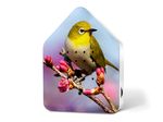 4120281-RE11ZBX0301028-Zwitscherbox-Limited-Edition-Spring-25-Silvereye.jpg