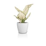 4120493-LE16696-LECHUZA-CLASSICO-Color-14-Komplettset-weiss_2.jpg