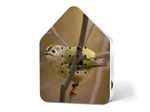 4122546-RE11ZBX0301022-Zwitscherbox-Limited-Edition-Spring-24-Goldcrest.jpg