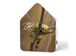 4122546-RE11ZBX0301022-Zwitscherbox-Limited-Edition-Spring-24-Goldcrest.jpg 4122546-RE11ZBX0301022-Zwitscherbox-Limited-Edition-Spring-24-Goldcrest.jpg