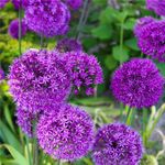 4123135-DO41238-Allium-Purple-Sensation--10-12mm-.jpg