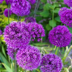 4123135-DO41238-Allium-Purple-Sensation--10-12mm-.jpg 4123135-DO41238-Allium-Purple-Sensation--10-12mm-.jpg
