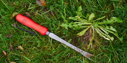 4123670-Felco-442-Felco-Loewenzahn-Ausreisser_2.png 4123670-Felco-442-Felco-Loewenzahn-Ausreisser_2.png