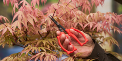 4123701-FELCO-420-FELCO-420-Praezisionsschere_2.png 4123701-FELCO-420-FELCO-420-Praezisionsschere_2.png