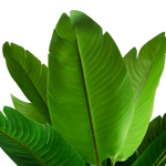 4124622-MGC1741-mgc24-Kunstpflanze-Banane-Gruen-120cm-Hoehe_2.png
