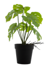 4124623-MGC1742-mgc24-Kunstpflanze-Monstera-Gruen-25cm-Hoehe.png