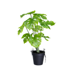 4124625-MGC1744-mgc24-Kunstpflanze-Monstera-Gruen-35cm-Hoehe.png