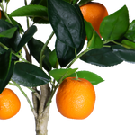 4124629-MGC1748-mgc24-Kunstpflanze-Orangenbaum-Gruen-50cm-Hoehe_1.png