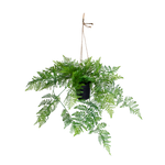 4124630-MGC1749-mgc24-Kunstpflanze-Farn-50cm-Hoehe.png