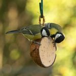 4124889-CJ105353019-CJ-Wildlife-Halbe-Kokosnuss-mit-Insekten.jpg