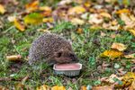 4124895-CJ190131619-CJ-Wildlife-Bio-Pastete-fuer-Igel-100g.jpg