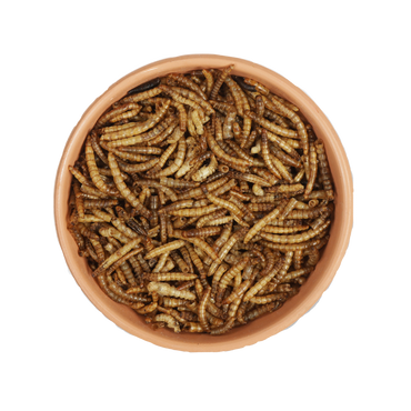 CJ Wildlife Mehlwürmer 50g