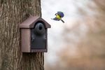 4124931-CJ908810119-CJ-Wildlife-Nistkasten-Holzbeton-Bilbao-32mm.jpg