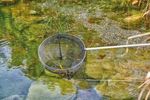 OASE107495-Fischkescher-gross.jpg