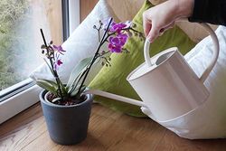 orchidee-giessen.jpg orchidee-giessen.jpg