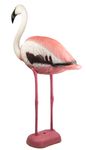flamingo1.jpg