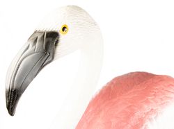 flamingo2.jpg flamingo2.jpg