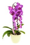 Bayer-Beautykur-fuer-Orchideen-20-ml-1.jpg