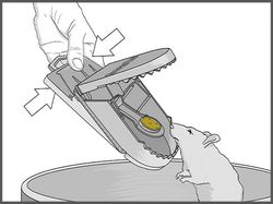 Rattenfalle-SuperCat-entsorgen-03.jpg Rattenfalle-SuperCat-entsorgen-03.jpg