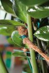 6077-06236-Gartenschnurjpeg.jpg