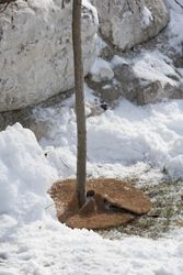 06556-06591-Mulchscheibe-Cocodisc.jpg 06556-06591-Mulchscheibe-Cocodisc.jpg