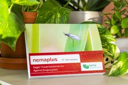 63940-EN1302025-nemaplus-SF-Nematoden-gegen-Trauermuecken-25-Mio-.jpg 63940-EN1302025-nemaplus-SF-Nematoden-gegen-Trauermuecken-25-Mio-.jpg