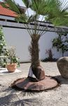 65695-PSW-BioGreen-Palmen-Wurzelschutz_1.jpg