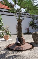 65695-PSW-BioGreen-Palmen-Wurzelschutz_1.jpg 65695-PSW-BioGreen-Palmen-Wurzelschutz_1.jpg