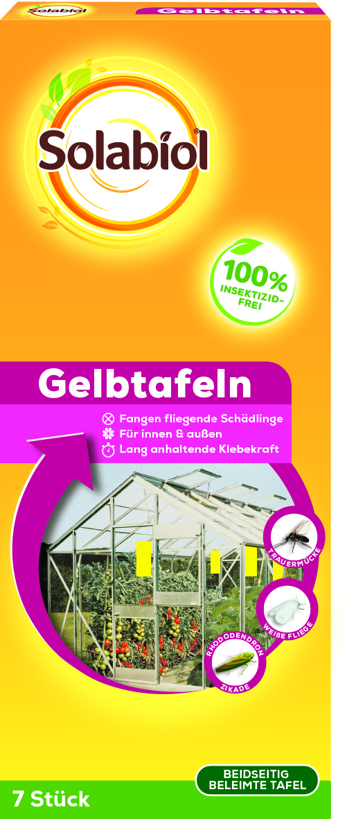melonenbirne saatgut Melonenbirne Pepino Samen – samenfritze main image 1