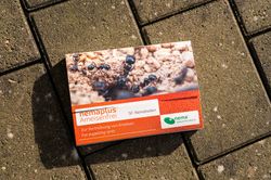 71087-EN1302110-nemaplus-Ameisenfrei-SF-Nematoden-gegen-Ameisen-10-Mio-.jpg 71087-EN1302110-nemaplus-Ameisenfrei-SF-Nematoden-gegen-Ameisen-10-Mio-.jpg