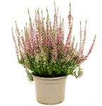 CallunaVulgarisPink01.jpg