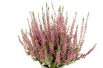 CallunaVulgarisPink02.jpg