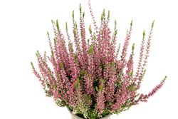 CallunaVulgarisPink02.jpg CallunaVulgarisPink02.jpg