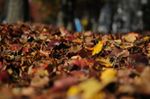 leaves-101329-1920.jpg