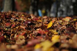 leaves-101329-1920.jpg leaves-101329-1920.jpg