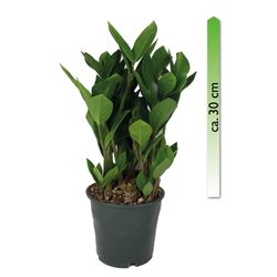Zamioculcas-2.jpg Zamioculcas-2.jpg