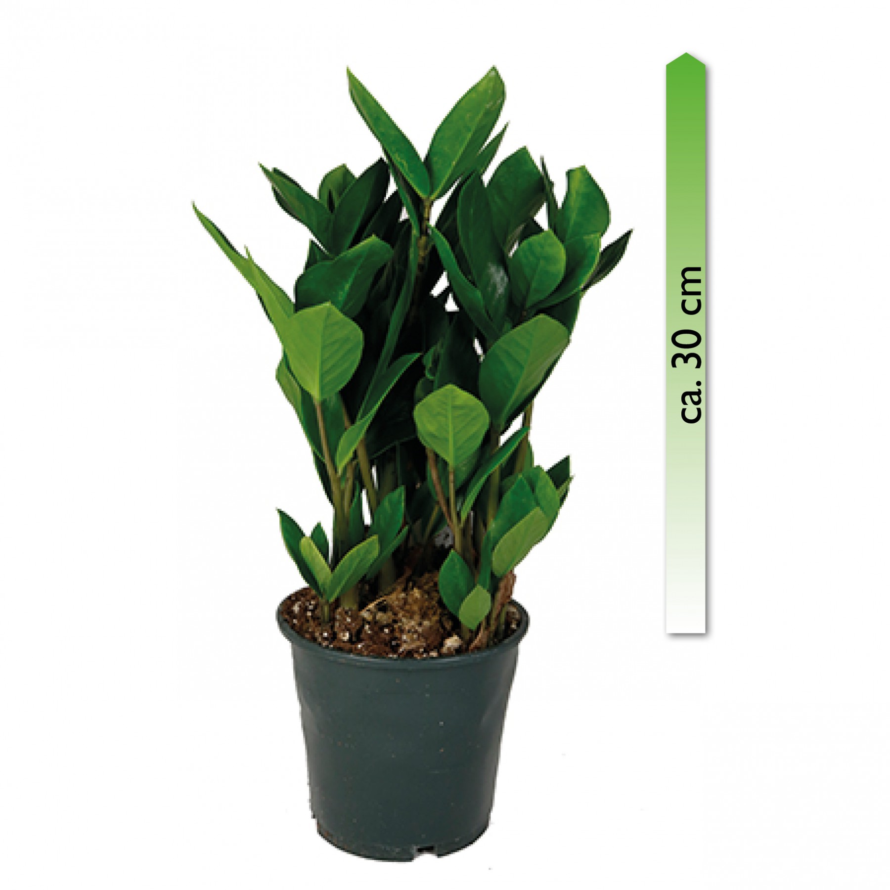 Paket] Zimmerpflanzen-Mix 1, 3er Set, im 12-14 cm Topf, Hhe ca. 30 cm |  meingartencenter24.de - Garten Online Shop & Weber Grill Store