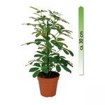 Schefflera-arboricola.jpg