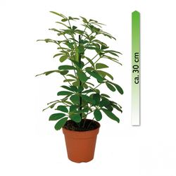 Schefflera-arboricola.jpg Schefflera-arboricola.jpg