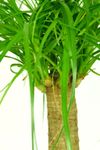 Beaucarnea-recurvata-Elefantenfuss-1--2-.jpg