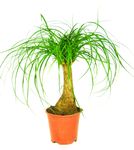 Beaucarnea-recurvata-Elefantenfuss-11-.jpg