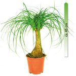 Beaucarnea-recurvata-Elefantenfuss-verm.jpg