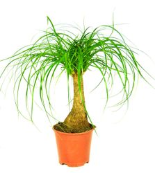 Beaucarnea-recurvata-Elefantenfuss-11-.jpg Beaucarnea-recurvata-Elefantenfuss-11-.jpg