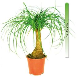 Beaucarnea-recurvata-Elefantenfuss-verm.jpg Beaucarnea-recurvata-Elefantenfuss-verm.jpg