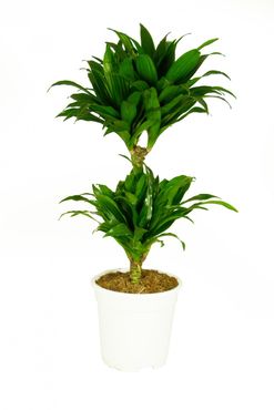 Dracaena deremensis Compacta, im 17cm Topf, Drachenbaum, Höhe ca. 60cm