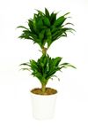 Dracaena--Compacta-Drachenbaum-1-2.jpg