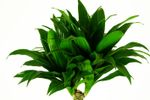 Dracaena--Compacta-Drachenbaum-2.jpg