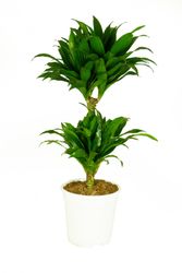 Dracaena--Compacta-Drachenbaum-1-2.jpg Dracaena--Compacta-Drachenbaum-1-2.jpg