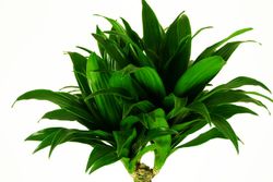 Dracaena--Compacta-Drachenbaum-2.jpg Dracaena--Compacta-Drachenbaum-2.jpg