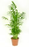 Chamaedorea--Elegans-Bergpalme-11.jpg
